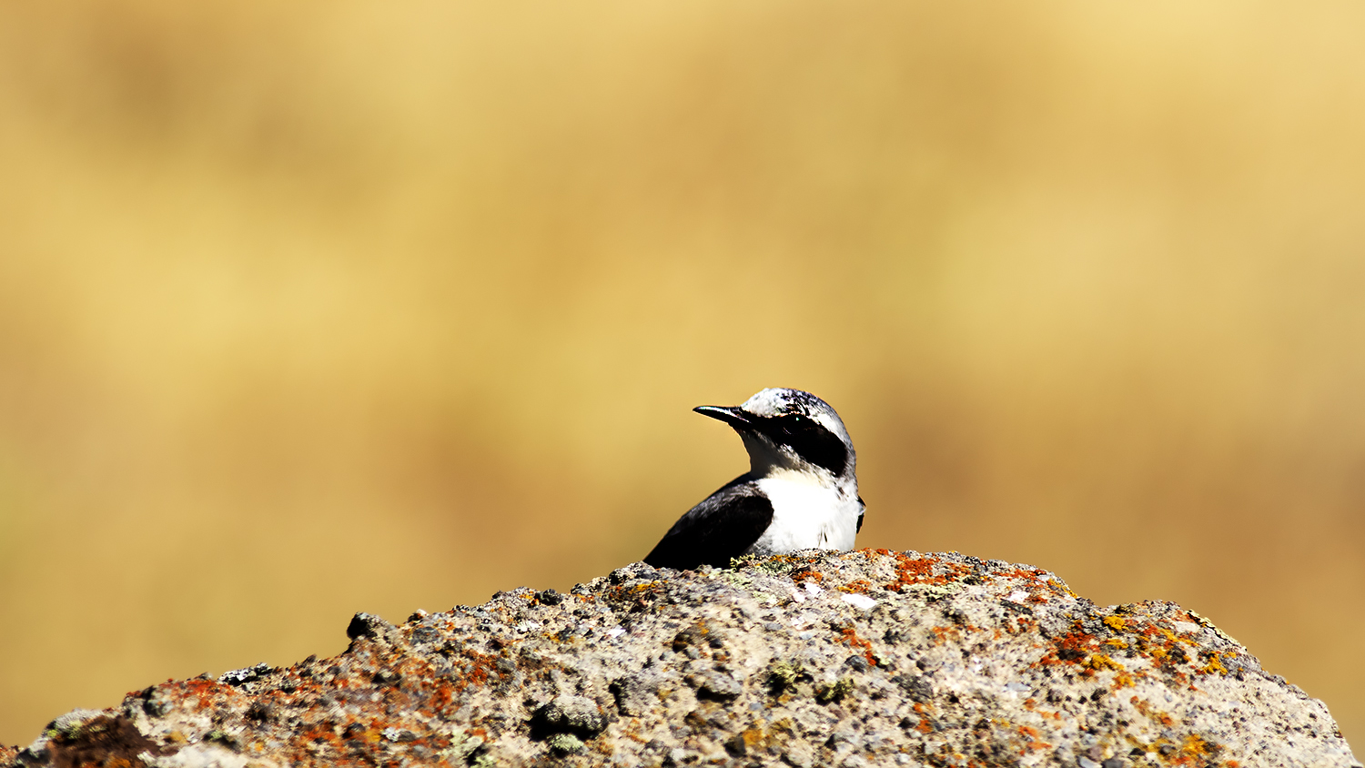 Black-eared Wheatear — Ana fotoğraf